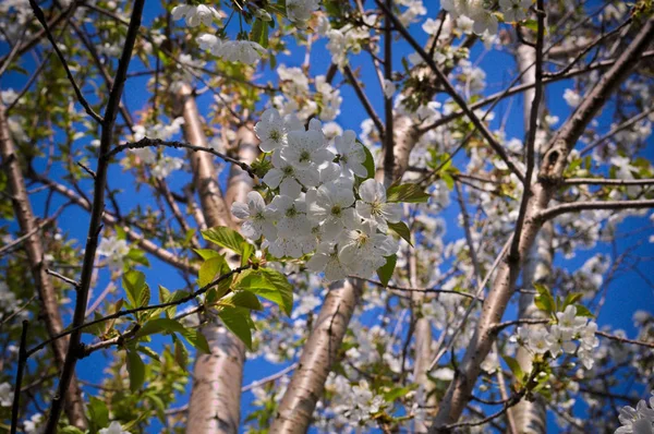 Cerezo Floreciendo Primavera — Foto de Stock