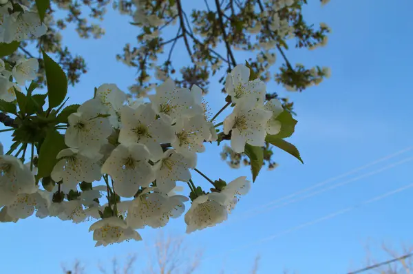 Cerezo Floreciendo Primavera — Foto de Stock