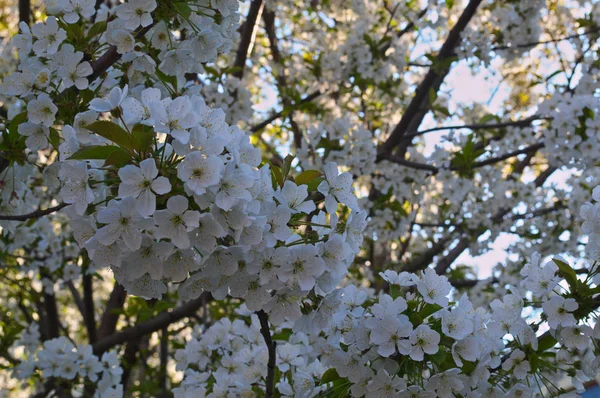 Stock image Cherry tree blooming with flowers