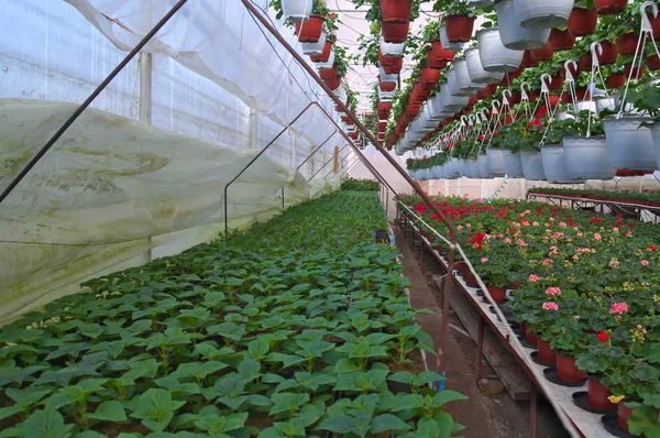 Vivero Plantas Invernadero — Foto de Stock