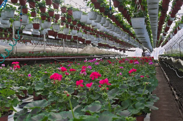 Plant nursery in greenhouse