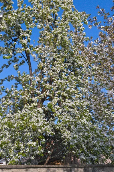 Flores Florecientes Cerezo Primavera — Foto de Stock