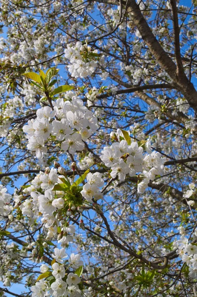 Cerejeira Florescendo Flores Primavera — Fotografia de Stock