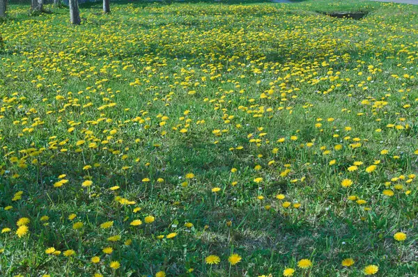 Maskrosor Blommande Med Gula Blommor Ängen Våren — Stockfoto