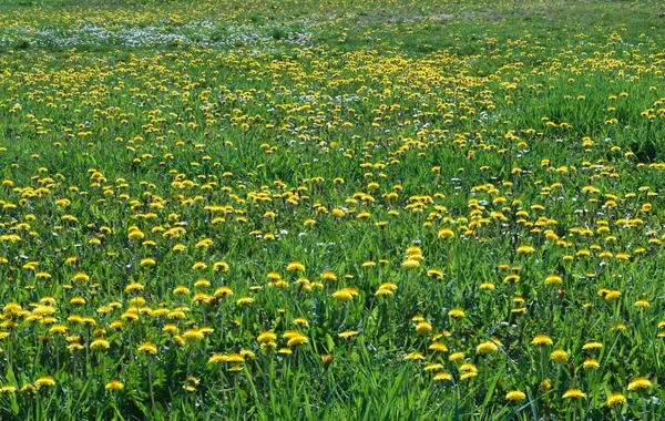 Maskrosor Blommande Med Gula Blommor Ängen Våren — Stockfoto