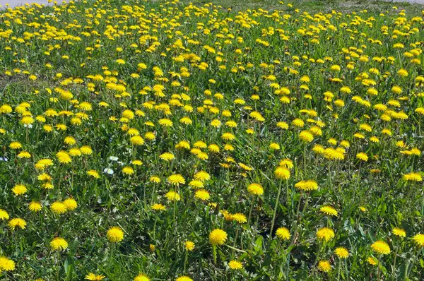 Maskrosor Blommande Med Gula Blommor Ängen Våren — Stockfoto