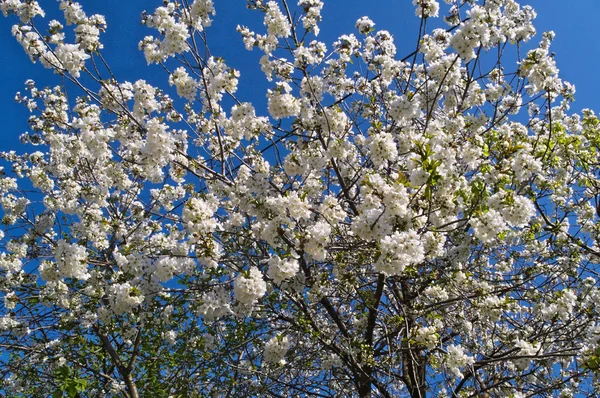 Cerezo Lleno Flores Blancas Florecientes — Foto de Stock