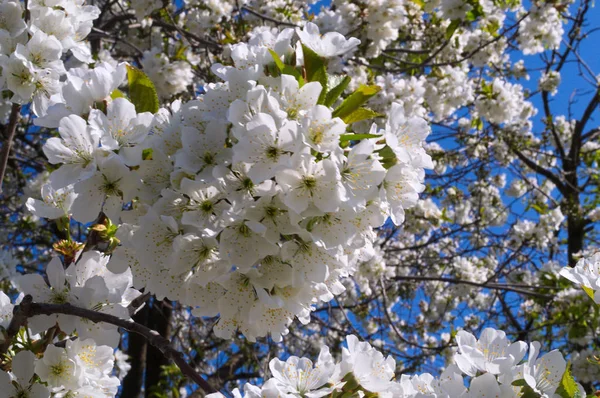 Flores Florecientes Cerezo Primer Plano — Foto de Stock