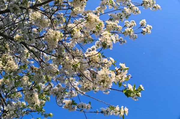 Cerezo Lleno Flores Blancas Florecientes — Foto de Stock