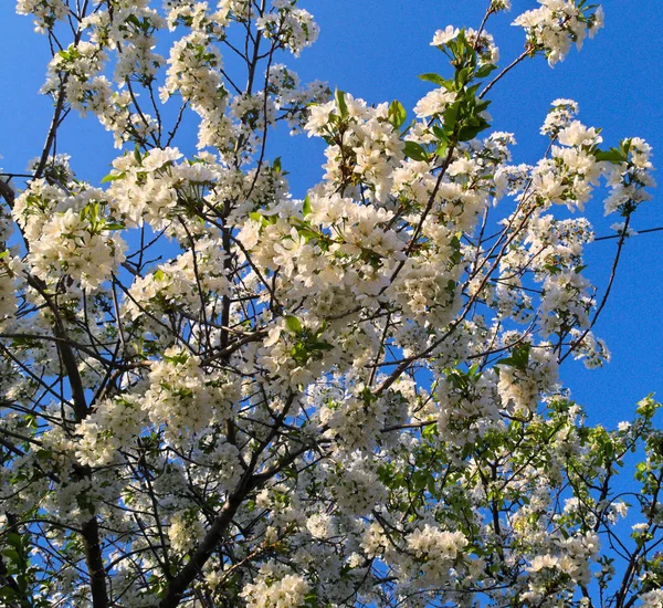 Cerejeira Cheia Flores Brancas Florescentes — Fotografia de Stock
