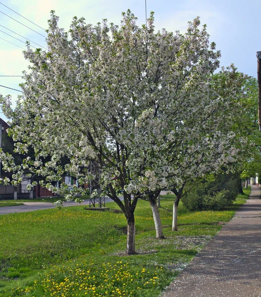 Cerejeiras Florescendo Flores Primavera — Fotografia de Stock