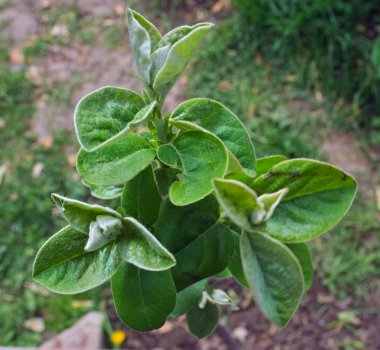 Bitki örtüsü bahar itibariyle başlayan genç Ayva ağacı