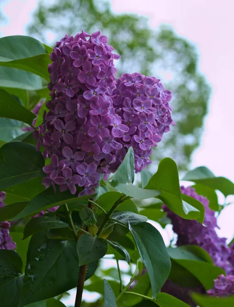 Lila Kvetoucí Květiny Jarním Období Closeup — Stock fotografie