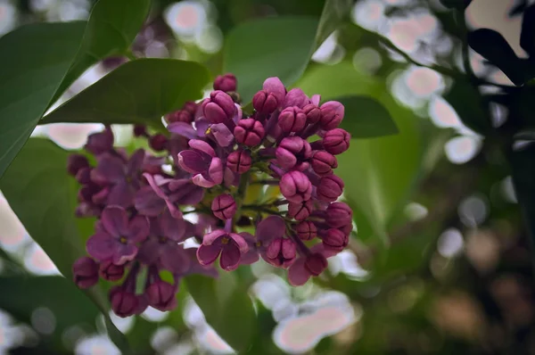 Lila Bloeiende Bloemen Bij Lentetijd Close — Stockfoto