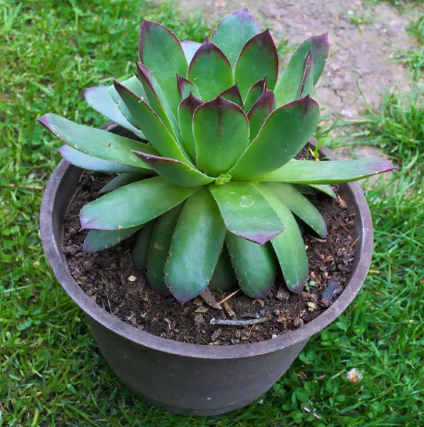 House Keeper Plant Flowerpot — Stock Photo, Image