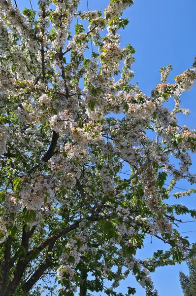 Cherry Tree Full Blooming White Flowers — Stock Photo, Image