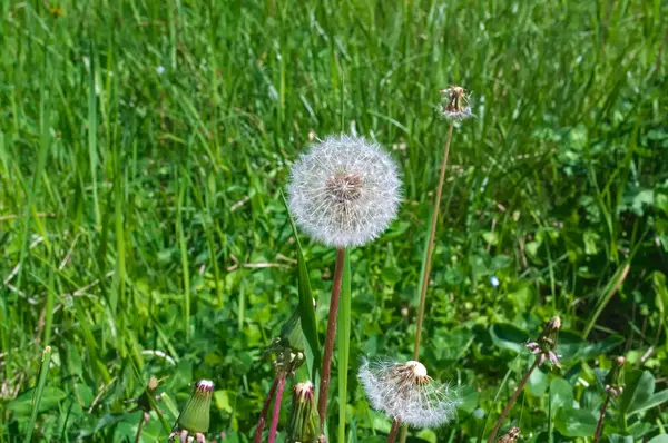 Pitypang Virágzó Blowball Virágok Tavasszal — Stock Fotó