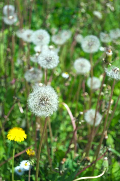 Çayır Çiçek Açan Dandelions Blowballs — Stok fotoğraf