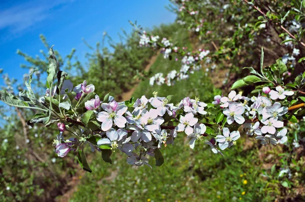 Apple Blooming Flovers Orchard Spring Time — Stock Photo, Image