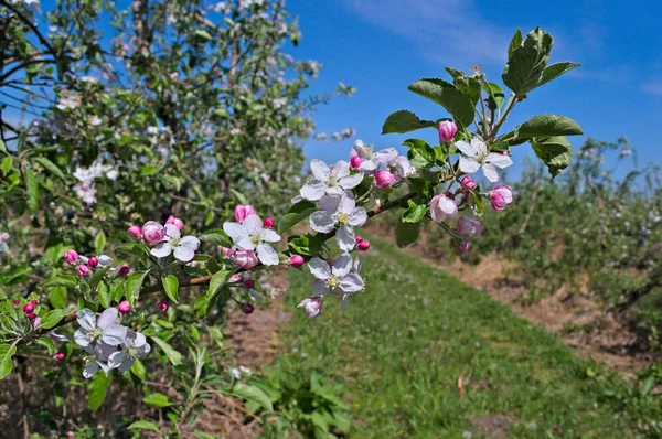 Apple Virágzó Virágok Tavaszi Időben Gyümölcsös — Stock Fotó
