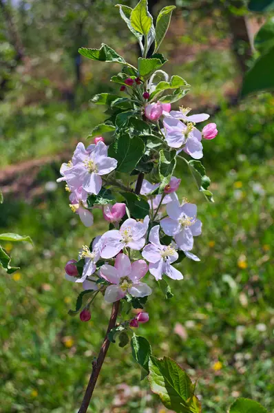 Flores Florecientes Manzana Huerto Primavera —  Fotos de Stock