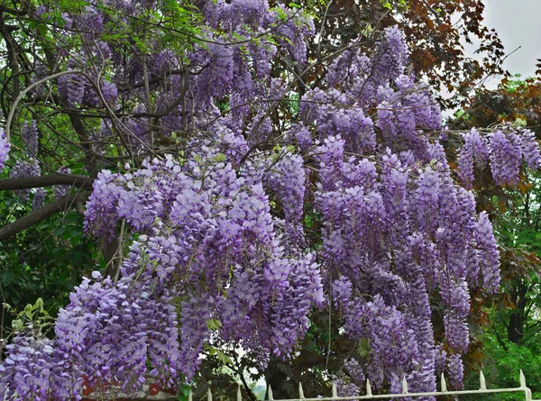 Tree Purple Flowers Park — Stock Photo, Image