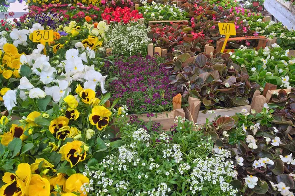 Изобилие Цветущих Растений Выставке Цветочном Магазине — стоковое фото