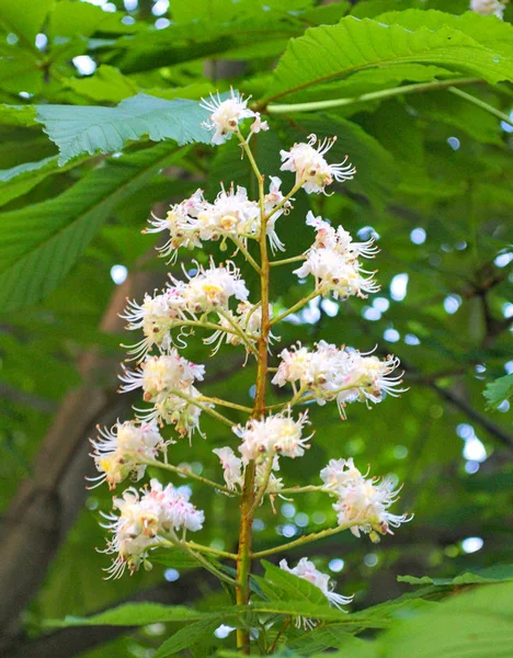 Kastanje Bloeiende Witte Bloemen — Stockfoto