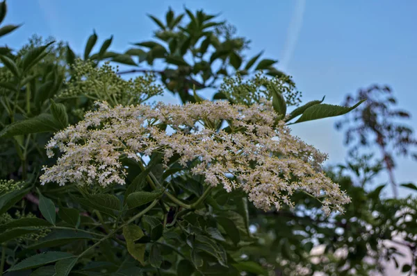 Las flores ancianas se cierran — Foto de Stock