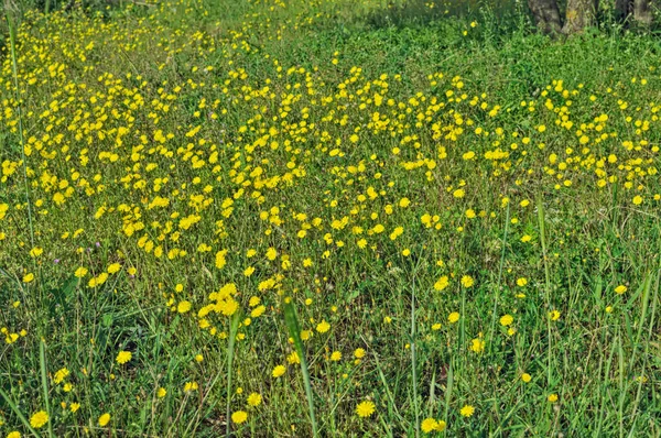 Vilda växter blommar med gula blommor på ängen — Stockfoto