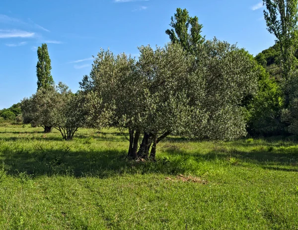 Великі старі оливкові дерева на лузі, Далмація — стокове фото