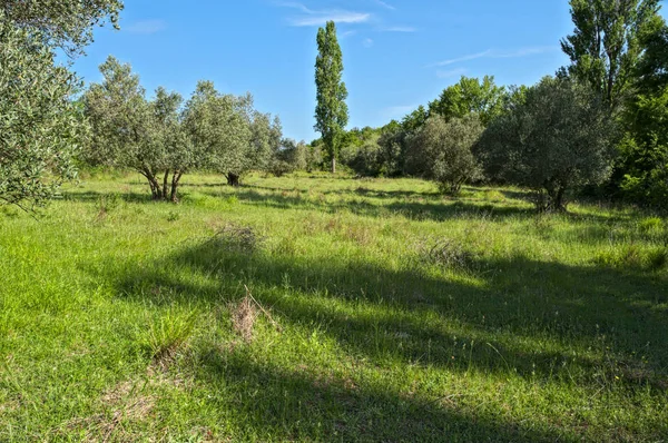 Тихий луг з оливковими деревами, між пагорбів, Далмації — стокове фото