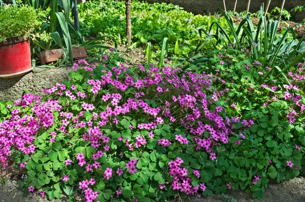 Маленькие фиолетовые цветы в саду на весеннем солнце — стоковое фото