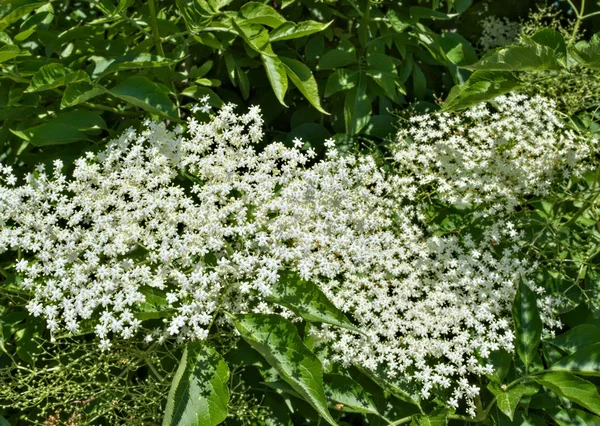 Elder blooming flowers cluster, close up — Stock Photo, Image