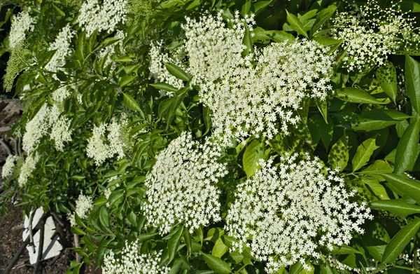 Clúster de flores en flor de saúco, primer plano —  Fotos de Stock