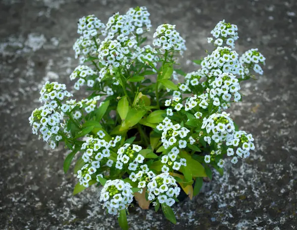 Beyaz çiçeklerle açan saksıda küçük bir bitki — Stok fotoğraf