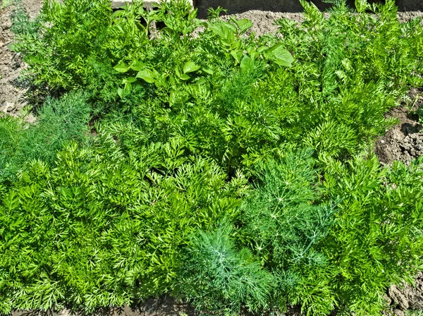 Jonge biologische peterselie groeien in de tuin, lente tijd — Stockfoto