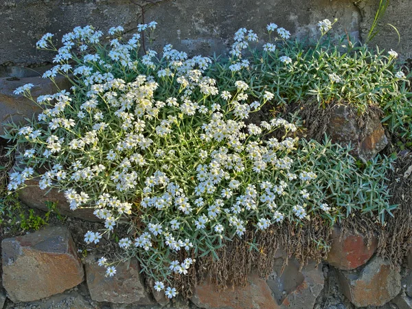 Beyaz çiçeklerle açan kayalar üzerinde bitki — Stok fotoğraf