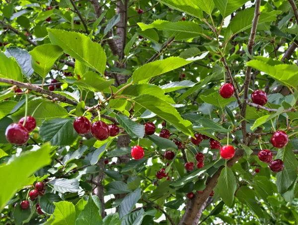 Cherries hanging from branch, ready for harvest — Stock Photo, Image