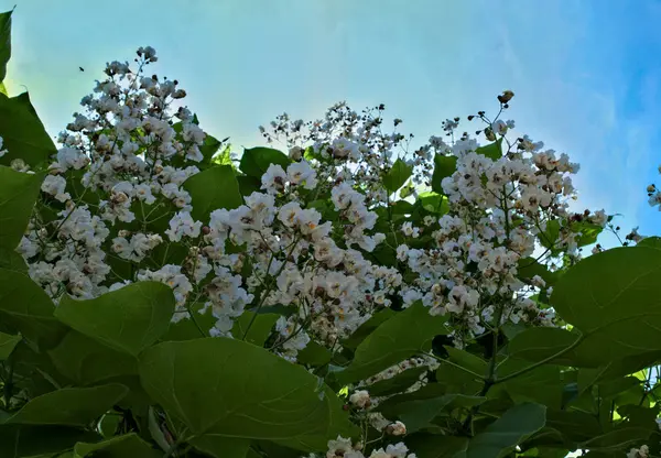 Дерево Катальпа, цветущее большими группами белых цветов — стоковое фото