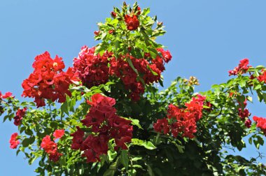 Yaz aylarında pembe çiçeklerle açan dekoratif ağaç