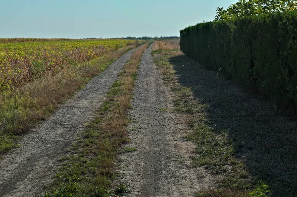 Tarım alanlarının ortasında kırsal kir yan yol — Stok fotoğraf