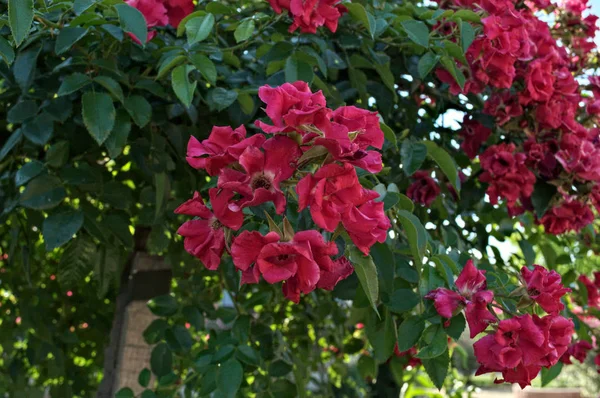 Декоративное дерево, цветущее розовыми цветами летом — стоковое фото