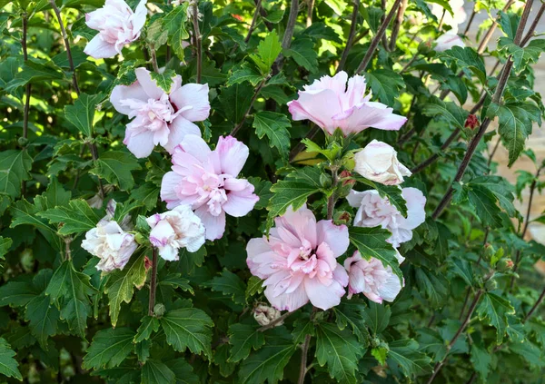 Planta florescente com flores brancas e roxas — Fotografia de Stock