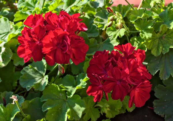 Piękne czerwone kwiaty w pełnym rozkwicie, zbliżenie — Zdjęcie stockowe