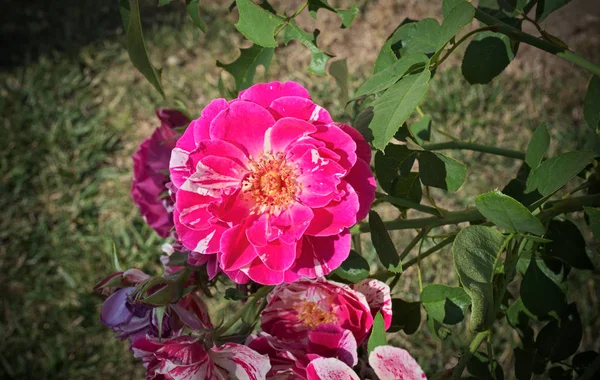 Rosa rosa em plena flor, de perto — Fotografia de Stock