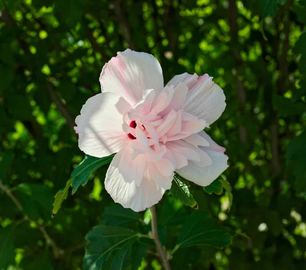 Belle fleur blanche en pleine floraison, gros plan — Photo