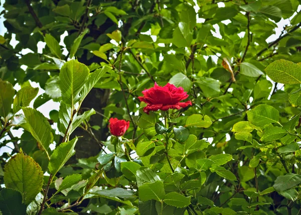 Kvetení růží mezi větvemi a listy — Stock fotografie
