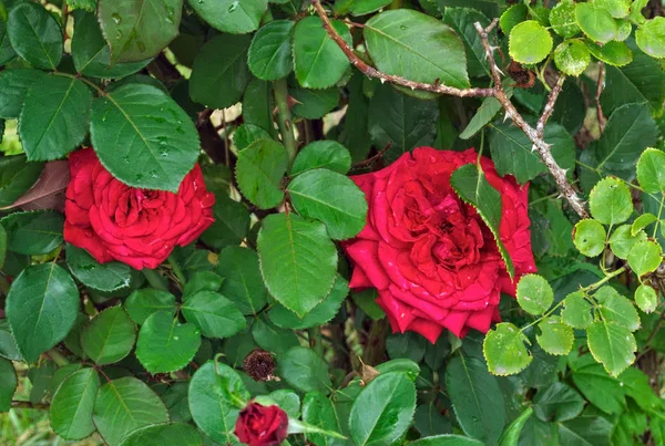 Blühende Rosen zwischen Zweigen und Blättern — Stockfoto