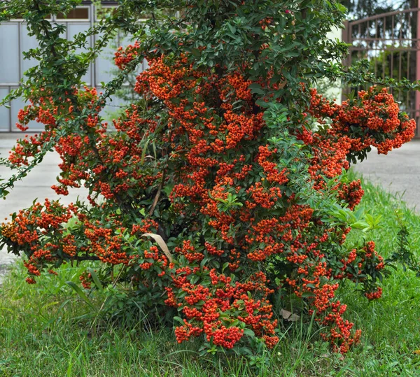 Decorative bush full with orange berries — Stock Photo, Image